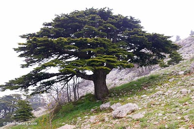 Cedar-of-Lebanon,-adr090510670-bibleplaces