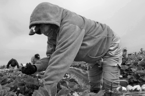 Immigrant Farm Workers Pick Strawberries in a Santa Maria Field