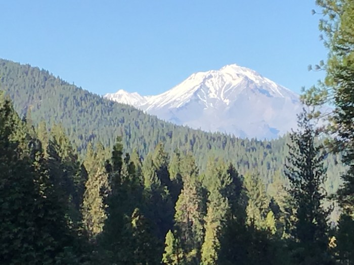 Mt. Shasta in the background.